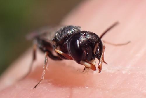 Passaloecus ribauti